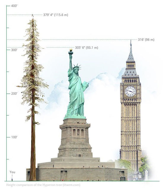 هیپریون؛ بلندترین درخت زنده زمین -2