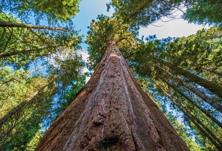 هیپریون؛ بلندترین درخت زنده زمین -1