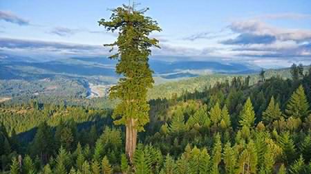 هیپریون؛ بلندترین درخت زنده زمین -3