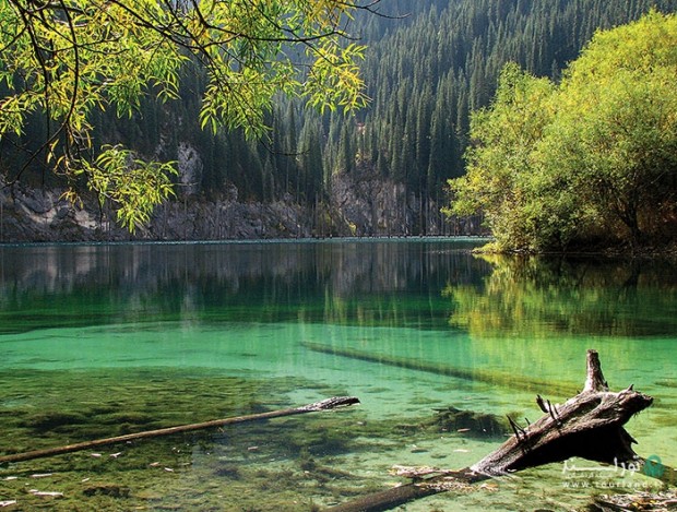 عجیب ترین دریاچه دنیا با درختهایی وارونه