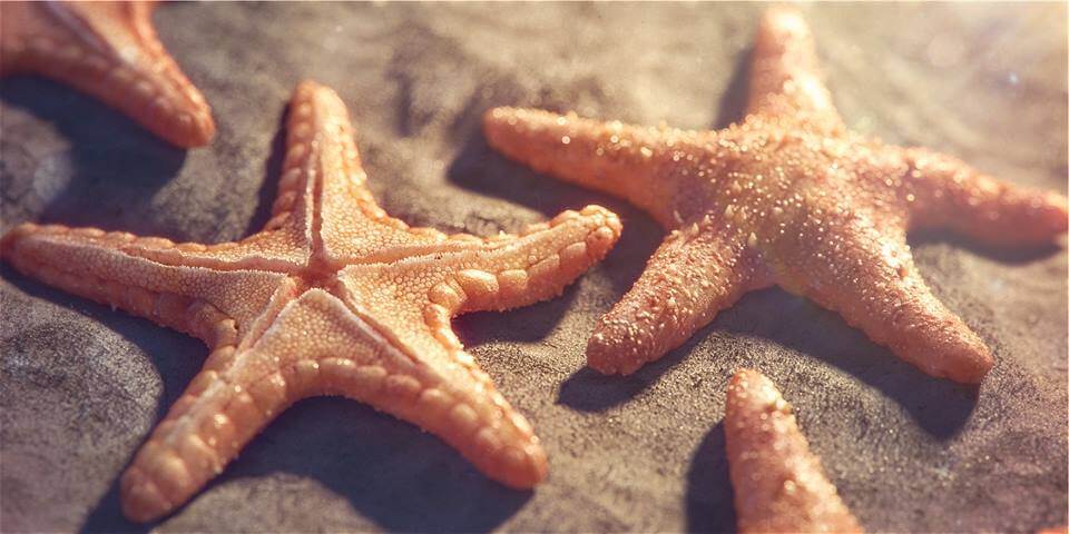 مرگ مرموز هزاران ستاره دریایی
