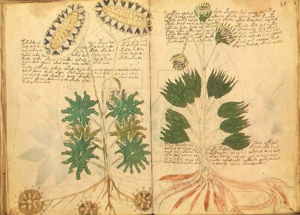 دست نوشته های ووینیچ Voynich Manuscript دنیایی از رمز و راز همچنان پنهان
